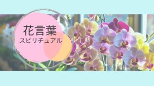 胡蝶蘭花言葉