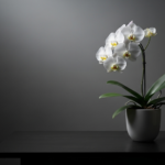 お供えに胡蝶蘭は大丈夫?贈る際のマナーや注意点を解説