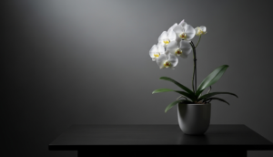 お供えに胡蝶蘭は大丈夫?贈る際のマナーや注意点を解説