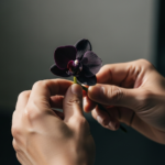 胡蝶蘭の黒の花言葉とは?怖い意味や贈り物の注意点を解説