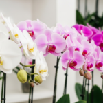 胡蝶蘭の3本立ちと5本立ちの違いは?価格や選び方を徹底解説