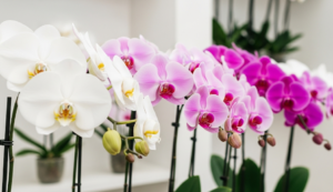 胡蝶蘭の3本立ちと5本立ちの違いは?価格や選び方を徹底解説