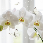 胡蝶蘭をお祝いで5000円でも大丈夫!見栄えの良い選び方