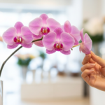 胡蝶蘭の切り花の値段はいくら？ギフト選びの完全ガイド