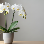 敬老の日に亡くなった人への想いを伝える。心温まる過ごし方