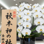 大口注文で胡蝶蘭を贈る！価格相場からマナーまで徹底解説