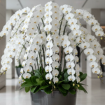 胡蝶蘭の100万の価値は？値段の理由と選び方を解説