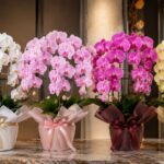 胡蝶蘭の色の意味と選び方｜白・ピンク・紫・黄・赤それぞれの花言葉を解説