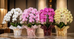 胡蝶蘭の色の意味と選び方｜白・ピンク・紫・黄・赤それぞれの花言葉を解説