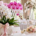 結婚祝いに胡蝶蘭を贈るマナー完全ガイド｜相場・色・立て札・メッセージを解説