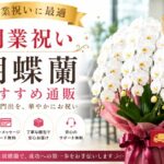 開業祝い胡蝶蘭おすすめ通販2選｜開店祝いとの違い・相場・色の選び方を解説