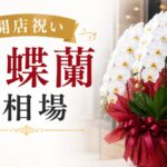 開店祝い胡蝶蘭の相場はいくら？関係性別の正解金額と選び方を解説